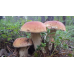 Мицелий Белого гриба березового (Boletus betulicola)